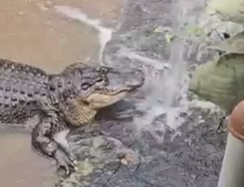 Poliția investighează dacă un copil de 3 ani a fost aruncat în țarcul crocodililor la o grădină zoologică din Marea Britanie
