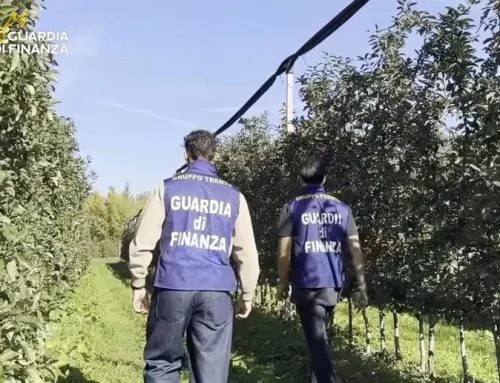 Români exploatați la cules de fructe în Italia. 100 de euro pentru o pătură și o pernă
